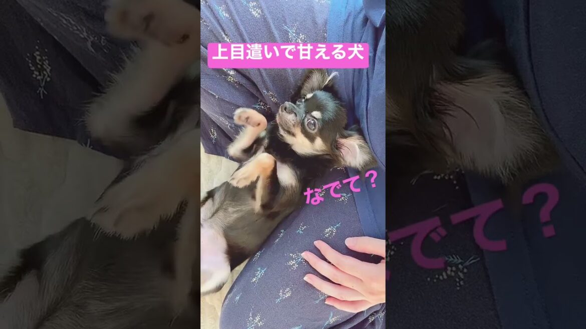 かわいい犬|ロングコートチワワのウルくん【上目使いで甘えるチワワくん】