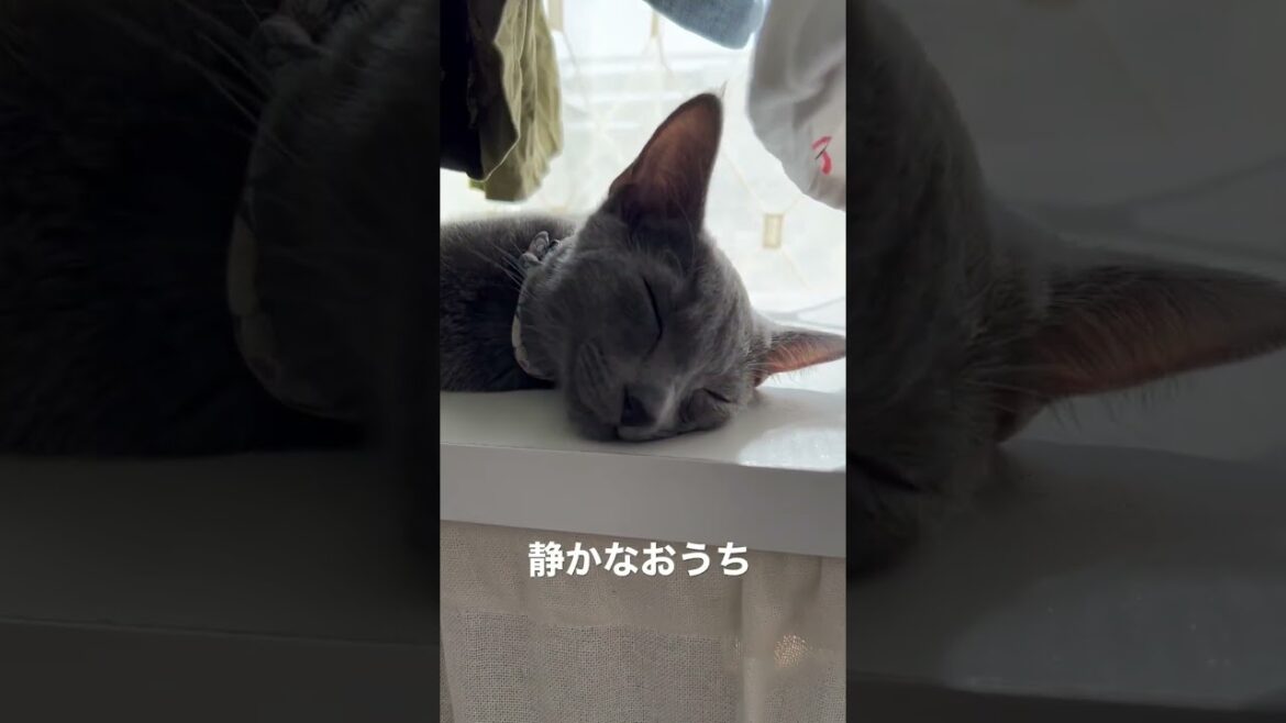 生後5ヶ月のロシアンブルー。静かな昼下がり。洗濯物とお昼寝。
