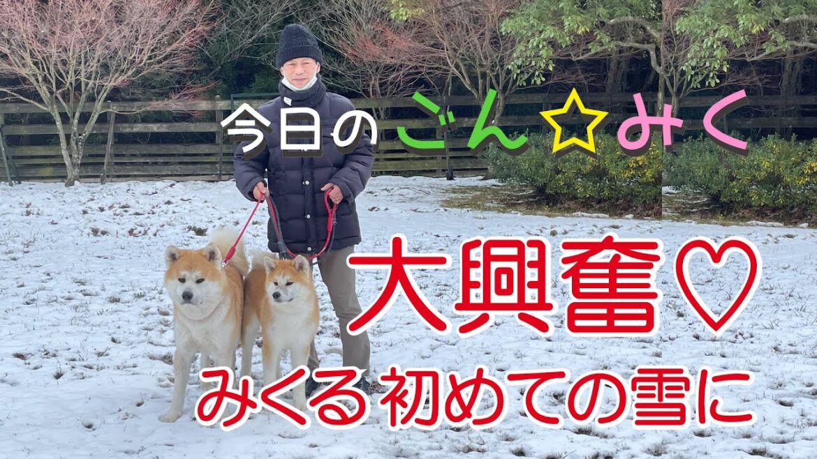 みくる 初めての雪に大興奮! 秋田犬【今日の ごん☆みく】2022/12/24 みくる 初めての雪に大興奮! 秋田犬【今日の ごん☆みく】2022/12/24