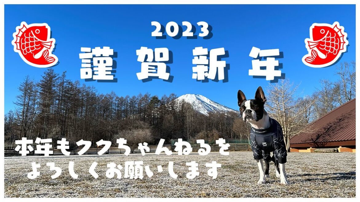 【ボストンテリア】早起きして山梨に初日の出を見に行ったんだけど… 【ボストンテリア】早起きして山梨に初日の出を見に行ったんだけど...