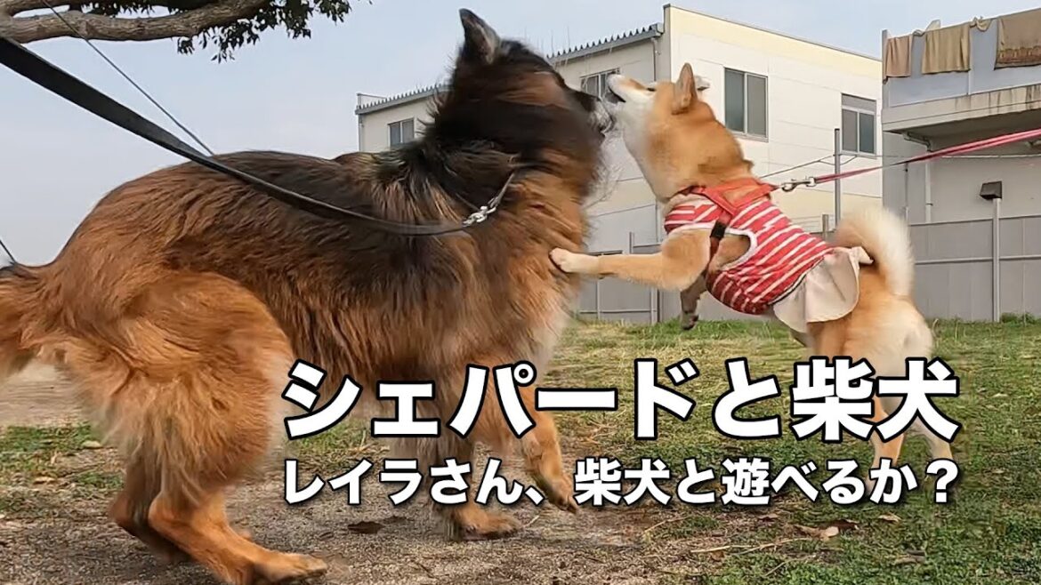 柴犬にタジタジのシェパード：ジャーマンシェパード　レイラさん