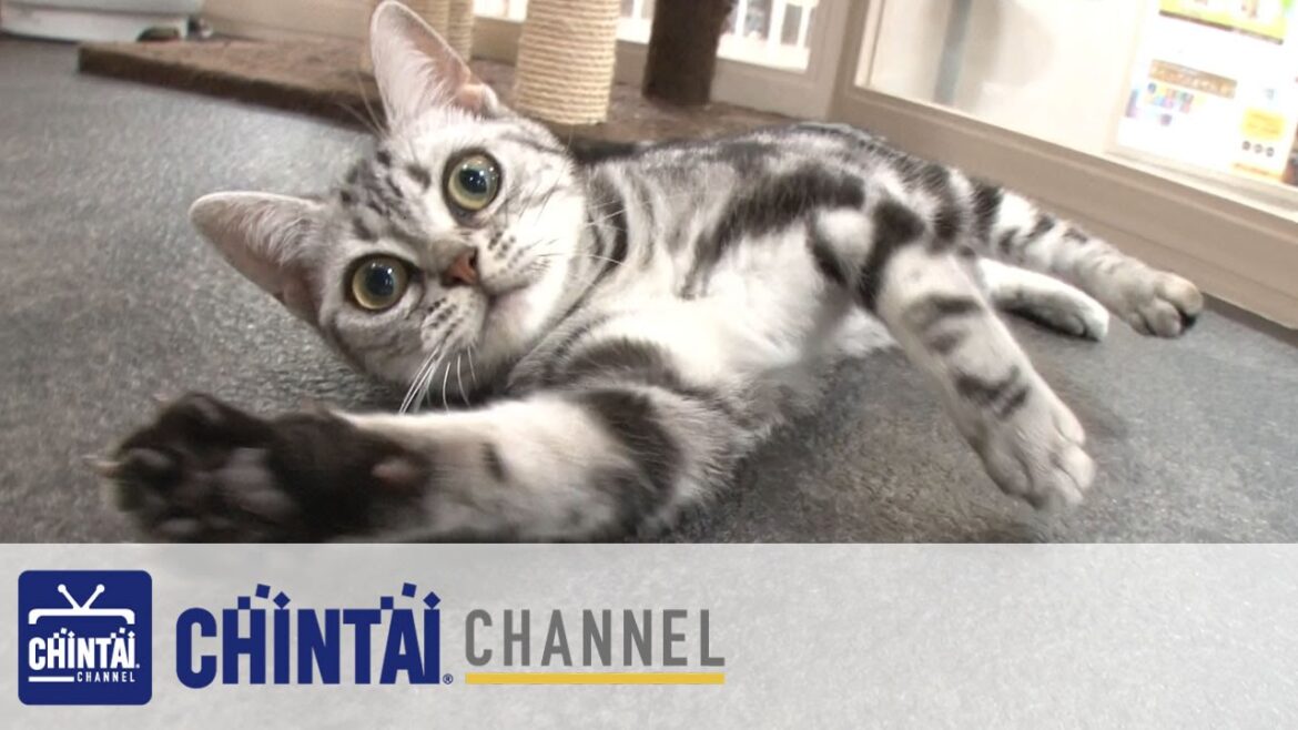 なるほど！わん・にゃん図鑑 ～陽気！遊び好きなアメリカンショートヘア～