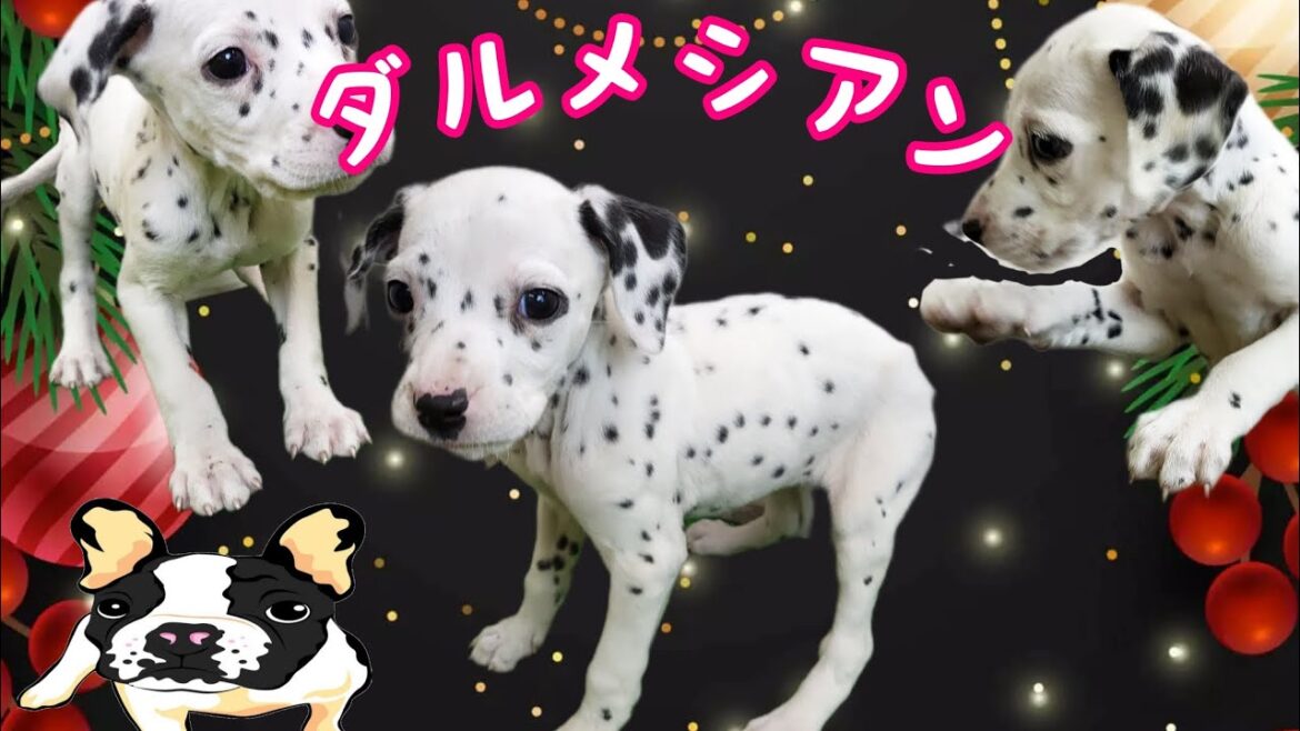 ダルメシアン・子犬【鶴見元宮店】