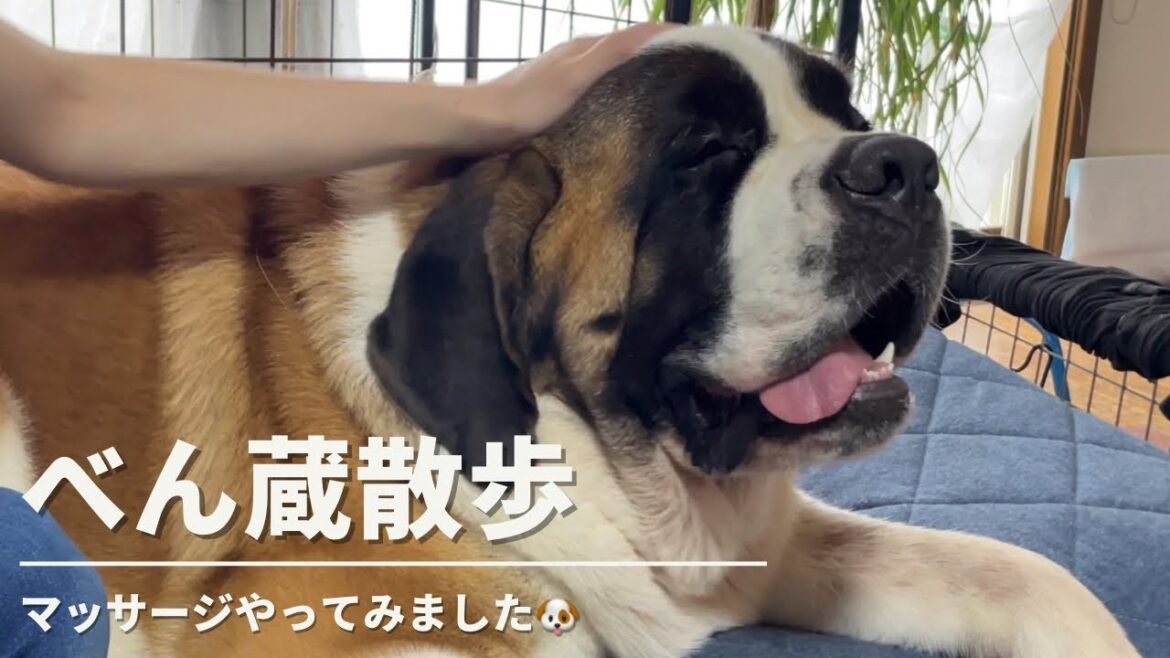 【大型犬セントバーナード】べん蔵をマッサージしてみました🐶