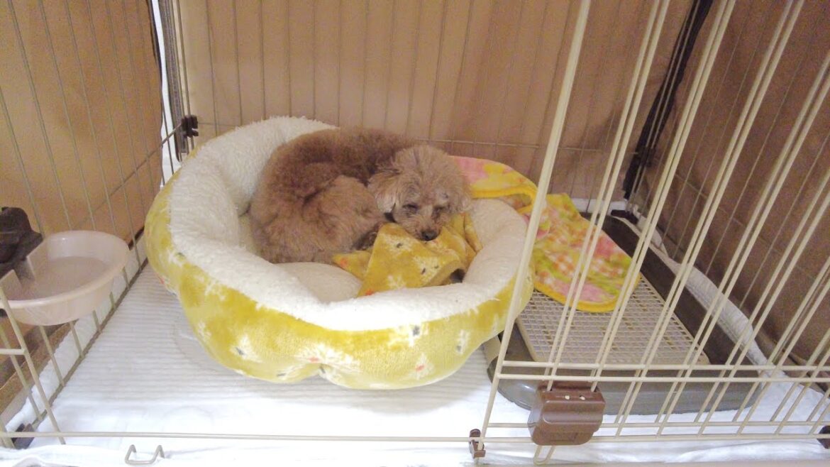 最近なぜか妹犬の部屋で寝てしまう兄犬に困ってます…