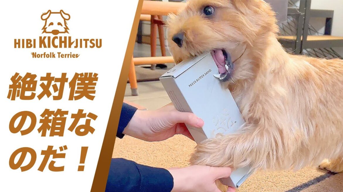 絶対にこれは ぼくんの箱 なのだ! 愛犬キチ【ノーフォークテリア norfolkterrier pressbuttersand】 絶対にこれは ぼくんの箱 なのだ! 愛犬キチ【ノーフォークテリア norfolkterrier pressbuttersand】