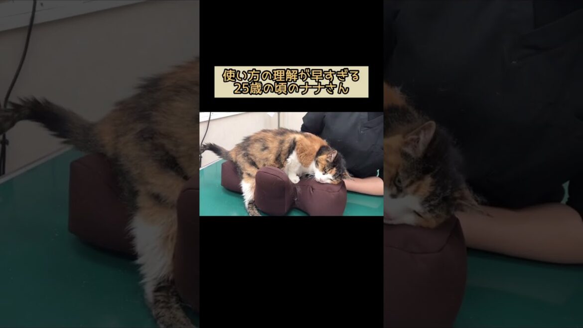 使い方の理解が早過ぎる25歳猫【長寿猫ナナさん】 #shorts 使い方の理解が早過ぎる25歳猫【長寿猫ナナさん】 #shorts