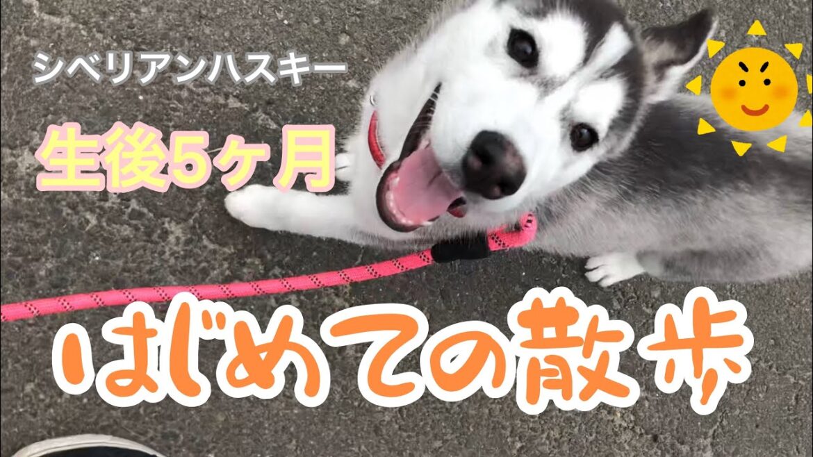 はじめてのお散歩でルンルン気分なシベリアンハスキーの子犬