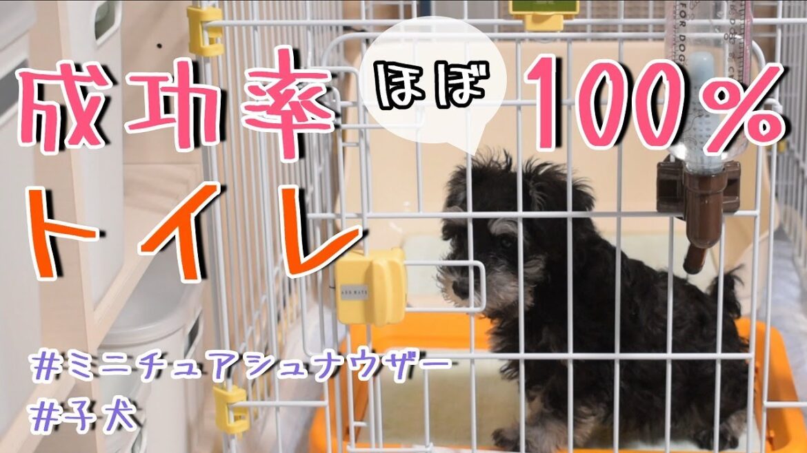 どこでしても成功ほぼ100％トイレ！子犬シュナウザーのトイレ奮闘記♪【ミニチュアシュナウザー子犬】