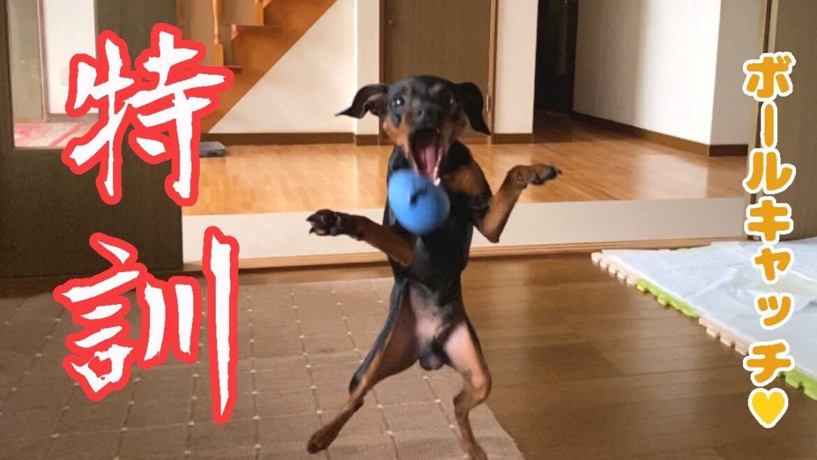 ボールキャッチの特訓をするジロ【ミニピン】【ミニチュアピンシャー】
