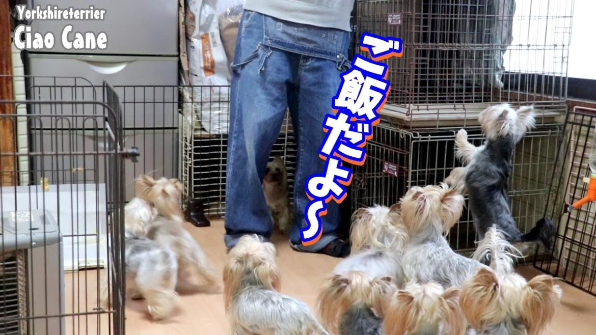 ご飯の時だけ呼んでも来ない！ナゼだ？【ヨークシャーテリア専門犬舎チャオカーネ】