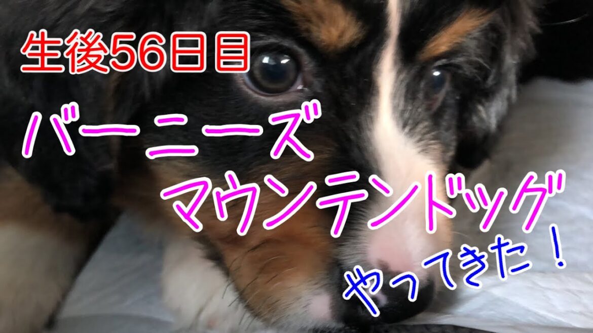 【生後56日目】バーニーズマウンテンドッグ のこいぬが我が家にやってきた！