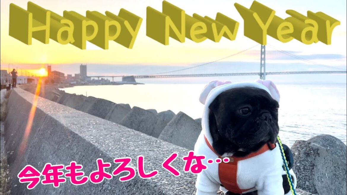 【年越しカウントダウン】タプ家と笑って年越そうぜ？【フレンチブルドッグ】