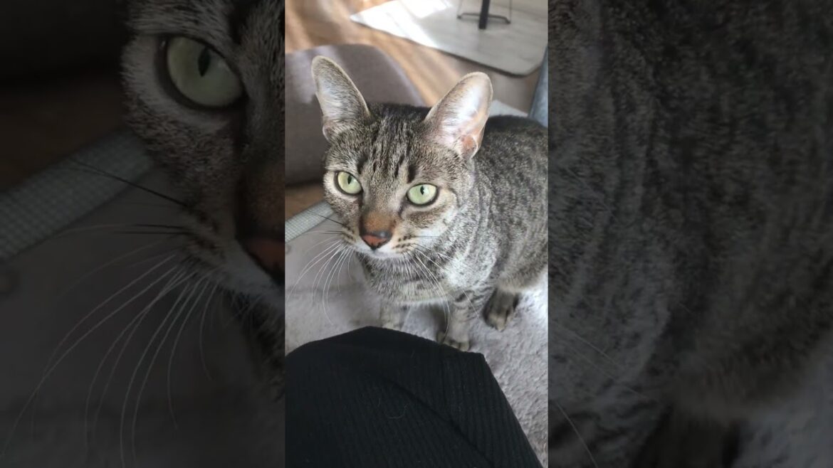 お年玉もらえてない猫の悲痛な叫び/ A cat(EgyptianMau) is crying so cute【エジプシャンマウ】【保護猫】#Shorts お年玉もらえてない猫の悲痛な叫び/ A cat(EgyptianMau) is crying so cute【エジプシャンマウ】【保護猫】#Shorts