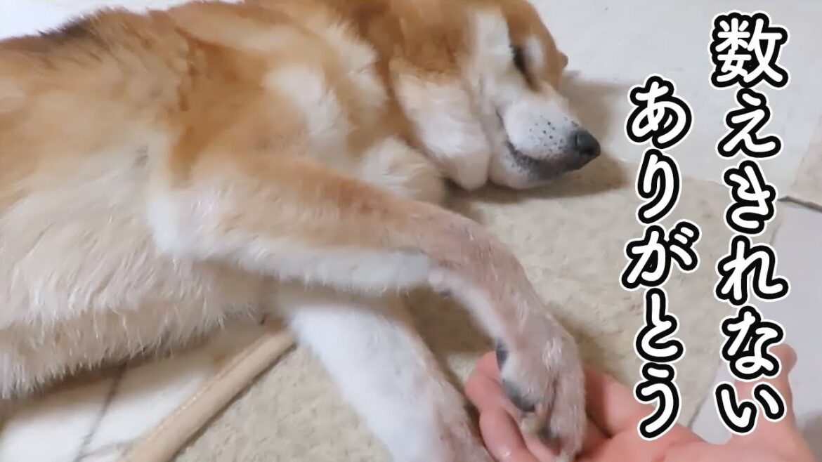 黄金の犬！臨終でしっぽを振って感謝を伝える柴犬まめ