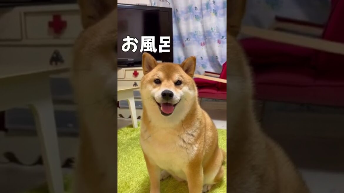 光の速さでブチギレる柴犬
