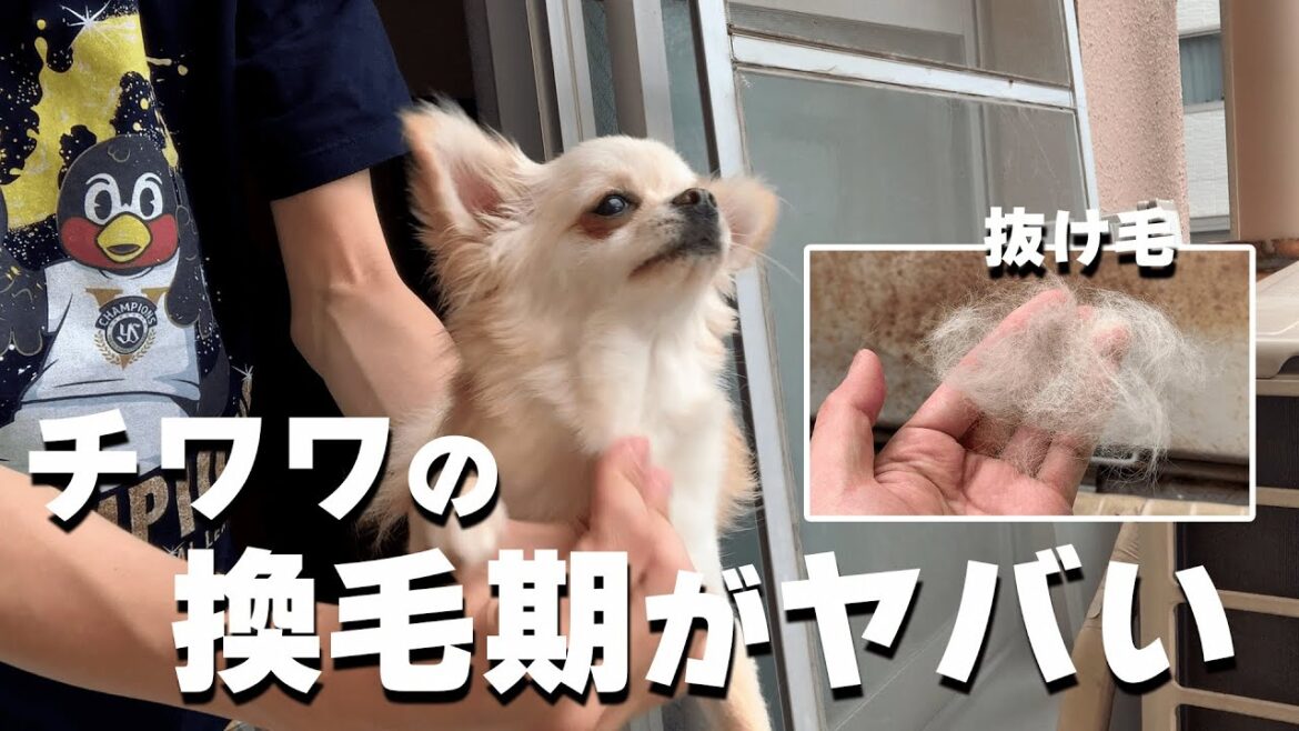 ロングコートチワワの換毛期に抜ける毛の量が凄すぎた・・・