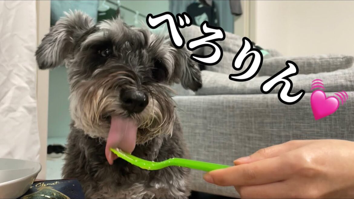 ケーキは残さず舐め尽くす【ミニチュアシュナウザー】【トイプードル】【シュナプー】