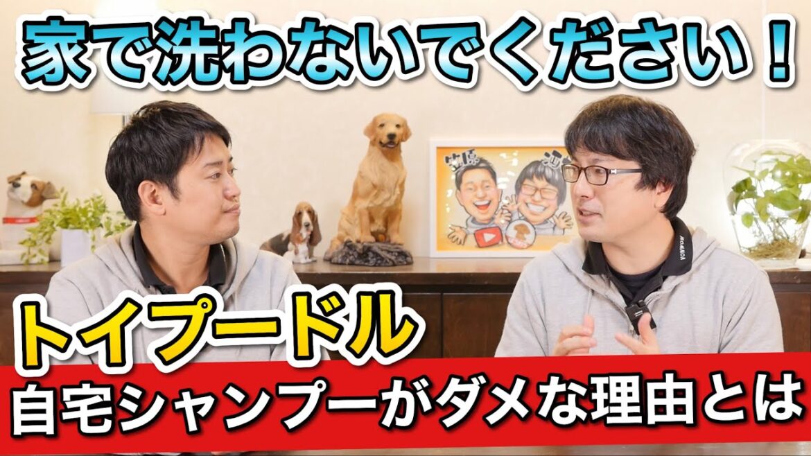 【トイプードルを自宅でシャンプーしてはいけない理由】をペットショップ店長が解説します！