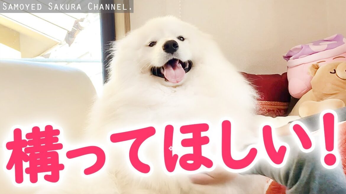 昼寝中のパパに構ってほしい甘えん坊のサモエドさくら