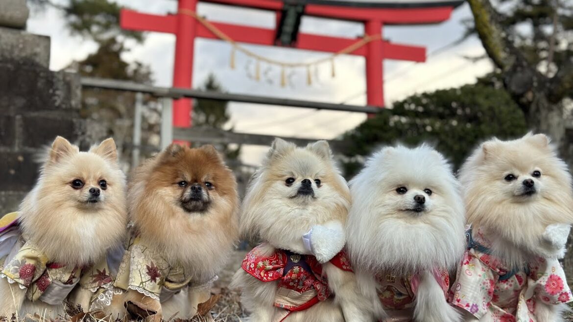 ポメラニアン娘達にお年玉あげたらこんな事になっちゃいました