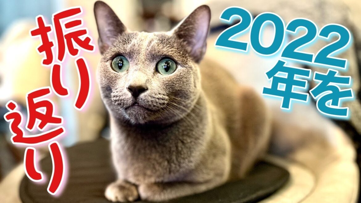 猫動画を半年続けてみて~3才のこてつ5選【ロシアンブルー】Russian Blue cat Kotetsu~After half a year of producing cat videos.