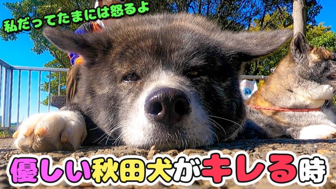 【秋田犬】喧嘩上等!?優しいお菊もたまには怒る!珍しいお菊の怒りシーン【大型犬】【akita dog】 【秋田犬】喧嘩上等!?優しいお菊もたまには怒る!珍しいお菊の怒りシーン【大型犬】【akita dog】