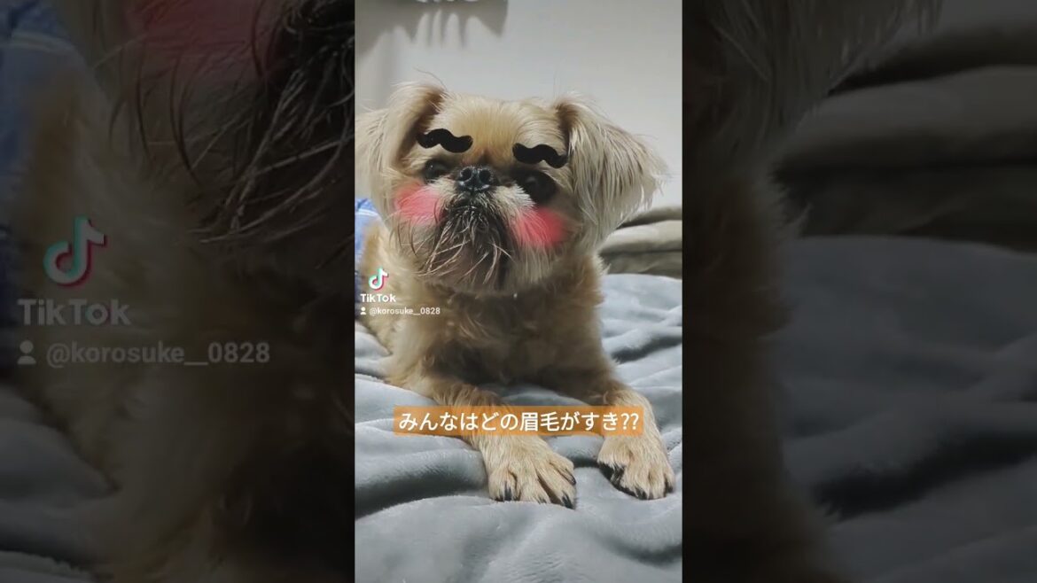 どのボクがすき？？【ブリュッセルグリフォン】#shorts #犬