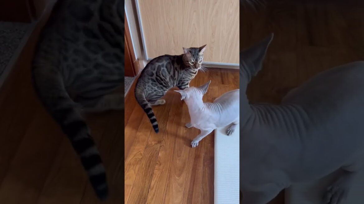 猫パンチの音【ベンガル スフィンクス猫】