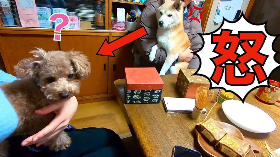 5ヶ月ぶりにトイプードルを連れて実家に行ったら柴犬が敵対心むき出しですごかったw