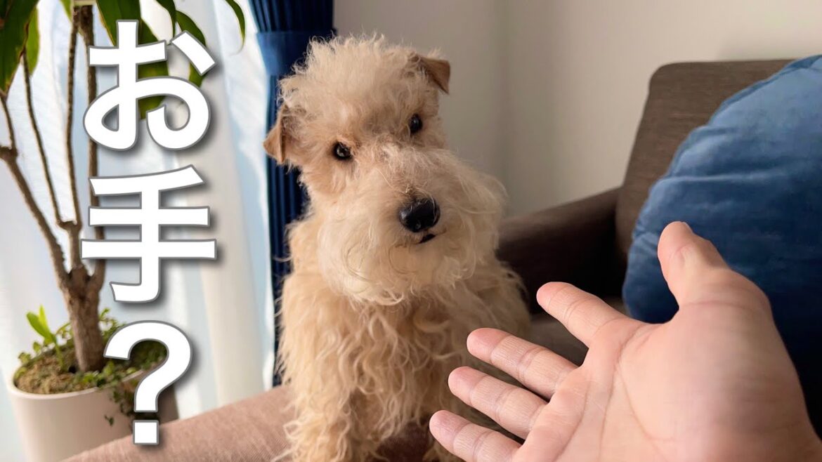 【ドッキリ】お手を知らない犬に　お手！っと言ってみたらまさかの結果に・・・【レークランドテリア 】