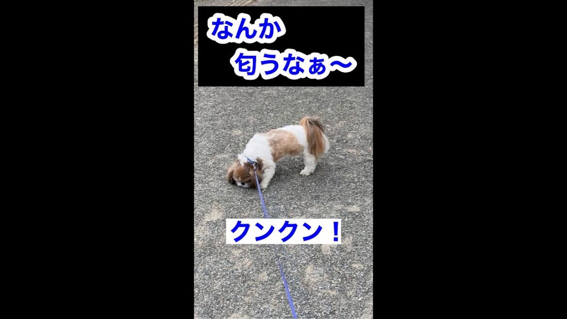 のんびり歩く振り向き王子#Shorts＃シーズー＃レオン＃お散歩＃カワイイ