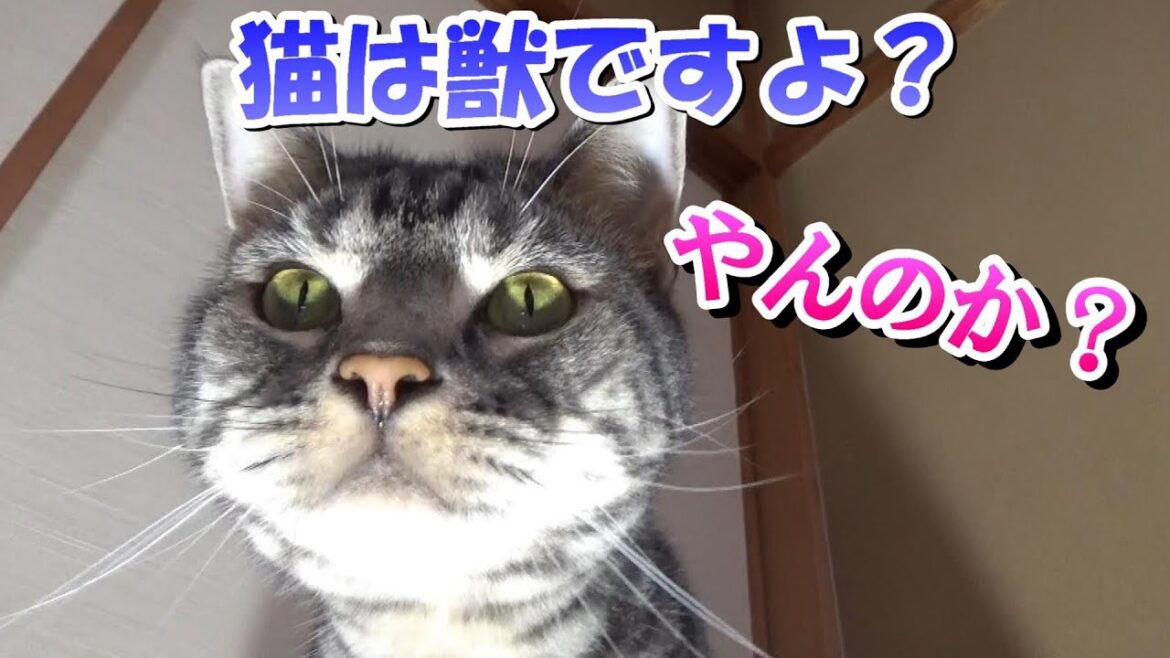 猫の怖いところ （アメリカンショートヘア）