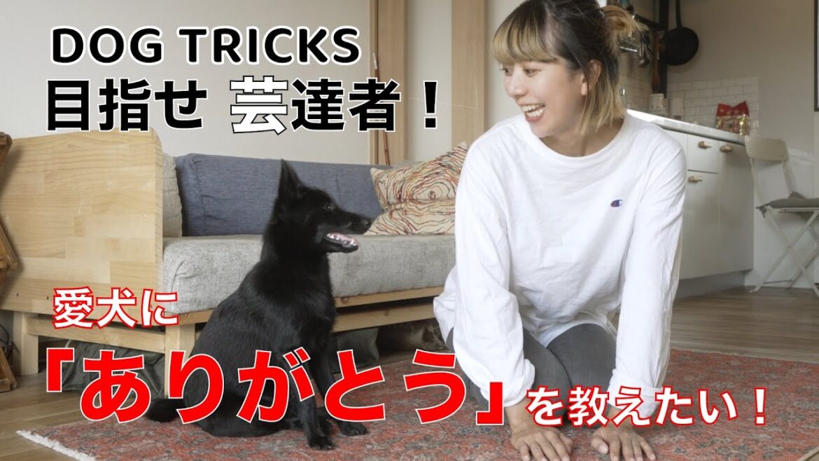 《Dog Tricks》愛犬に感謝の心を教えたい飼い主とそんなことよりおやつが欲しい黒犬👽スキッパーキのマーフ