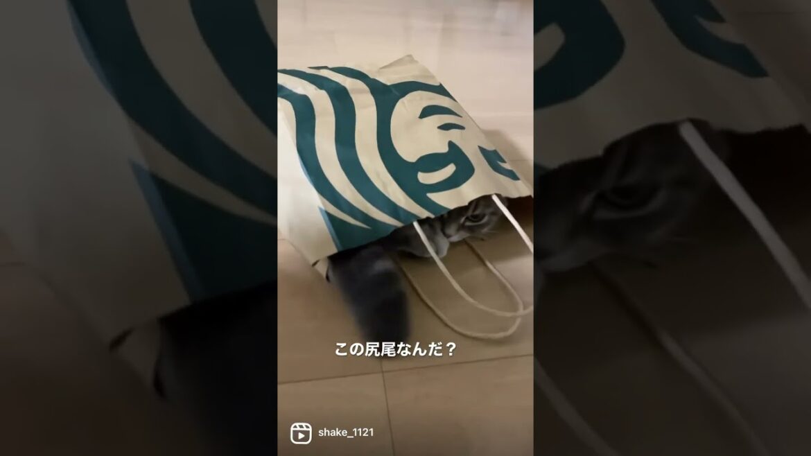 かくれんぼする猫がこちら   #マンチカン #短足マンチカン #Shorts