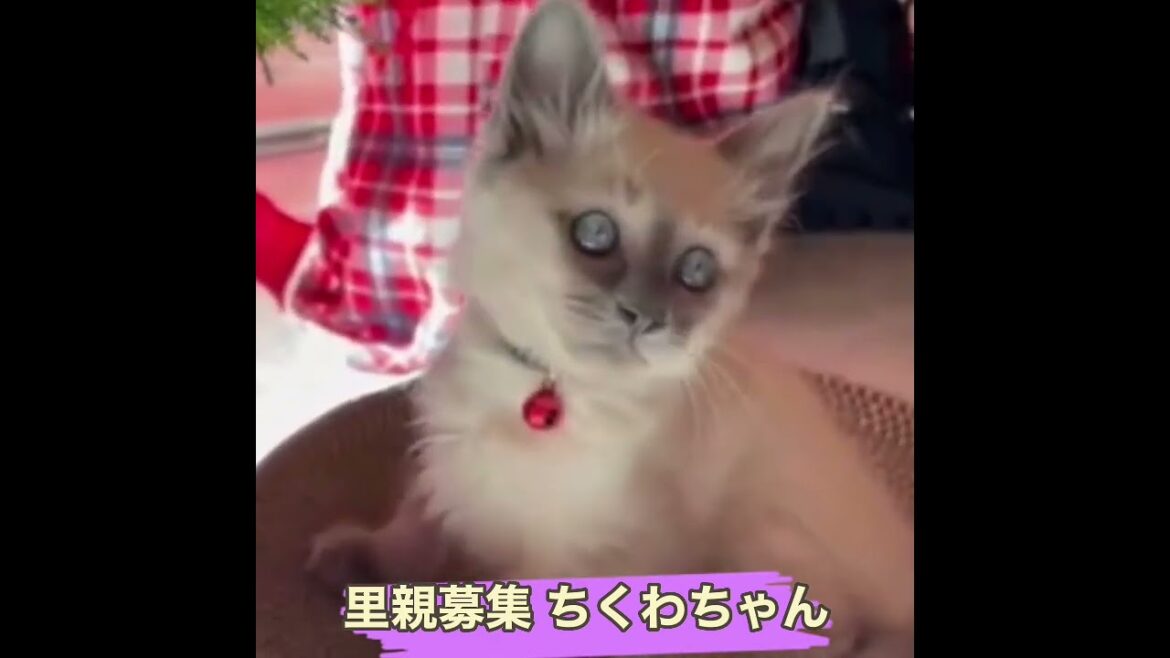 里親募集 シャムmix系ちくわちゃん 里親募集 シャムmix系ちくわちゃん