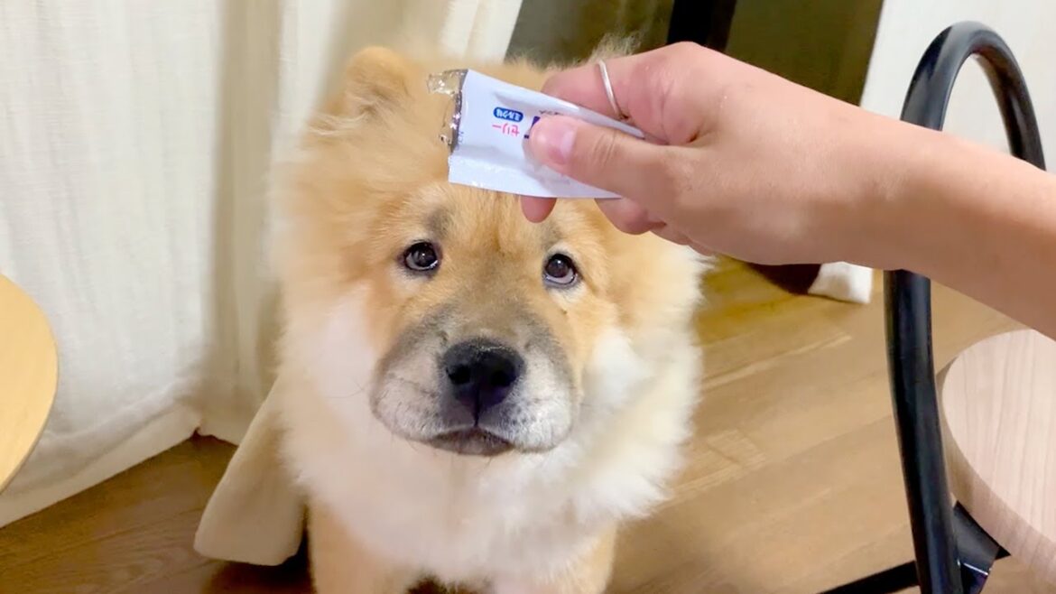 中身がなくなってもひたすら舐め続けるチャウチャウ犬