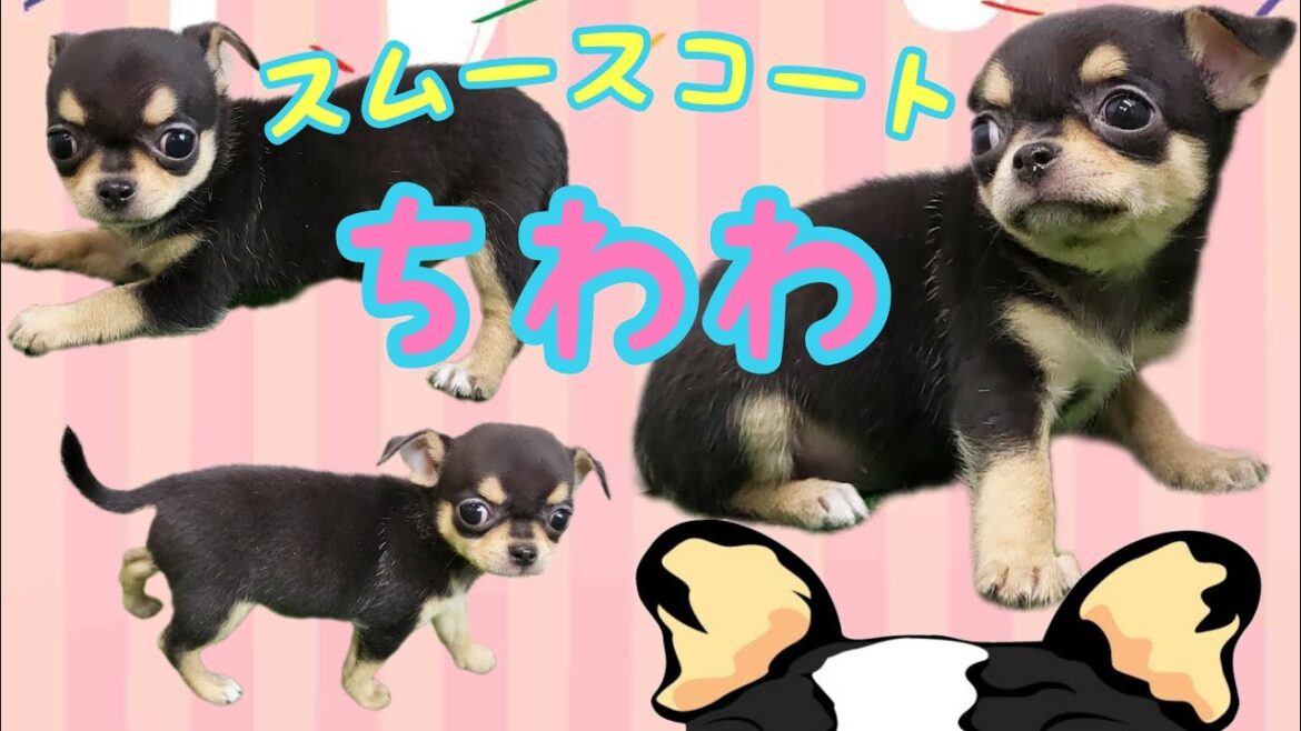スムースコートチワワ・子犬【厚木下荻野店】 スムースコートチワワ・子犬【厚木下荻野店】