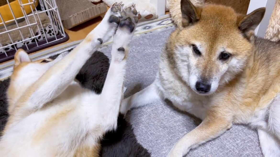 柴犬ママの突然の行動！人間のように困惑した表情をする柴犬パパ(笑)