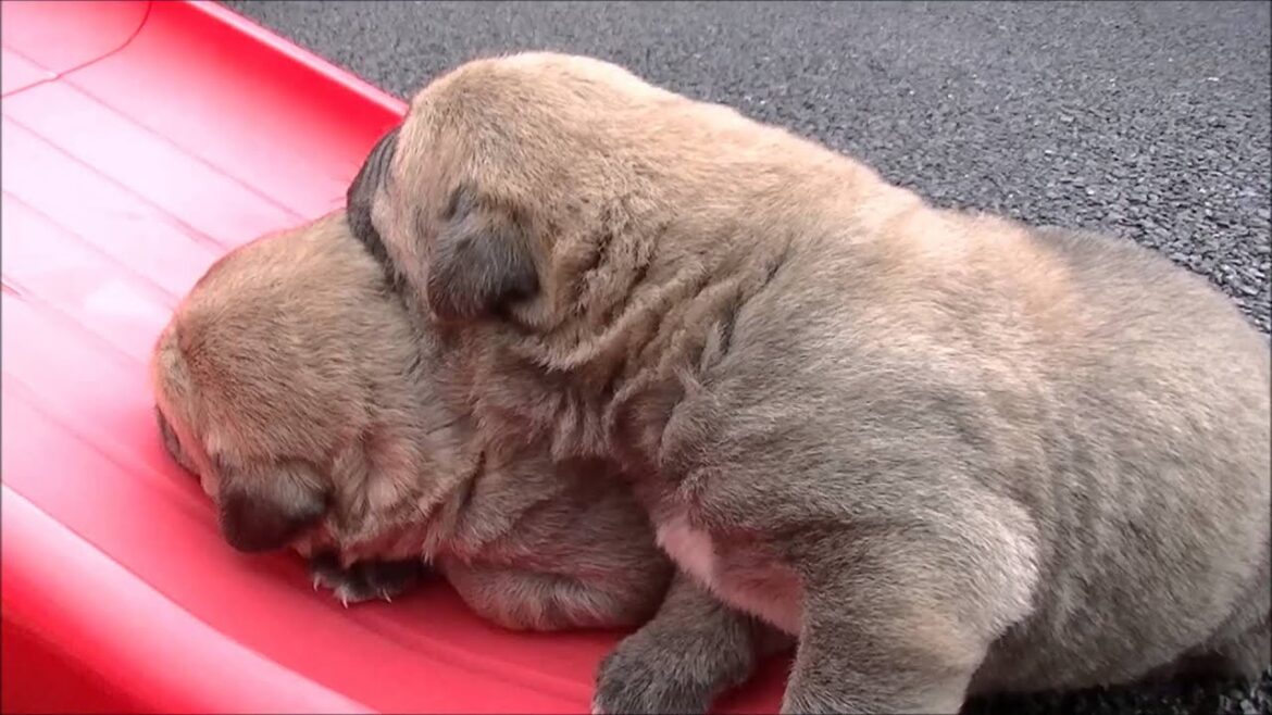 2015年2月21日生まれのスパニッシュマスチフ2頭