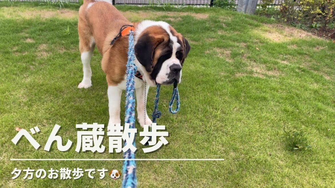 【大型犬セントバーナード】べん蔵の夕方さんぽの様子です🐶