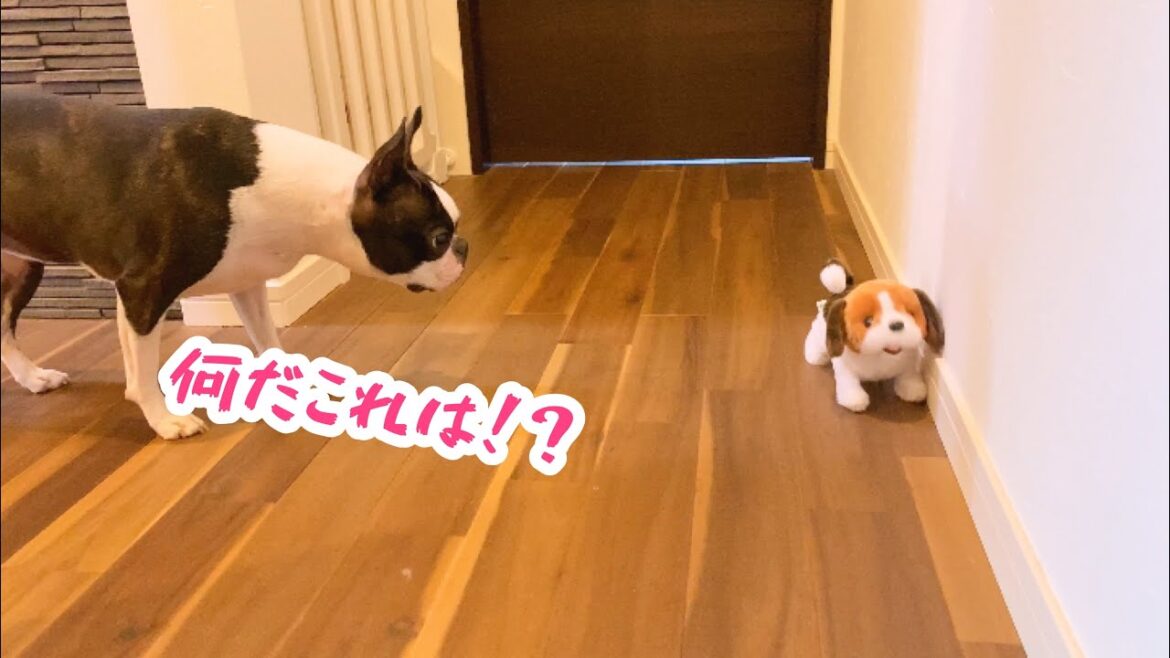犬のおもちゃあげたらメチャメチャ吠えられたwwボストンテリアのグリちゃん