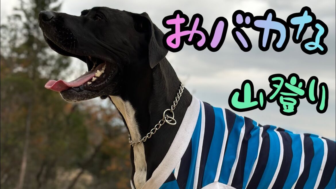 愛犬と山登り🗻🐕‍🦺  超大型犬 グレートデーン 登山 ハイキング ニューファンドランド 大型犬 渡辺ボス 大きい犬好き 集まれ レトリバー プードル ゴールデンレトリバー 皆集まれー