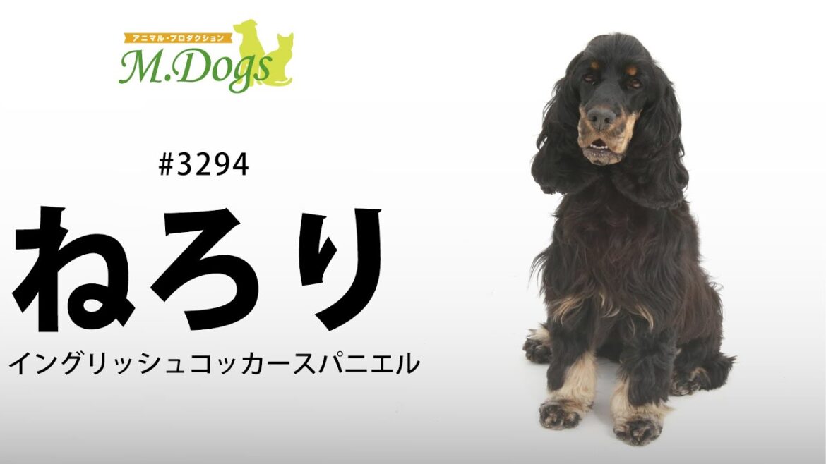 ペットモデル#3294 イングリッシュコッカースパニエル「ねろり」
