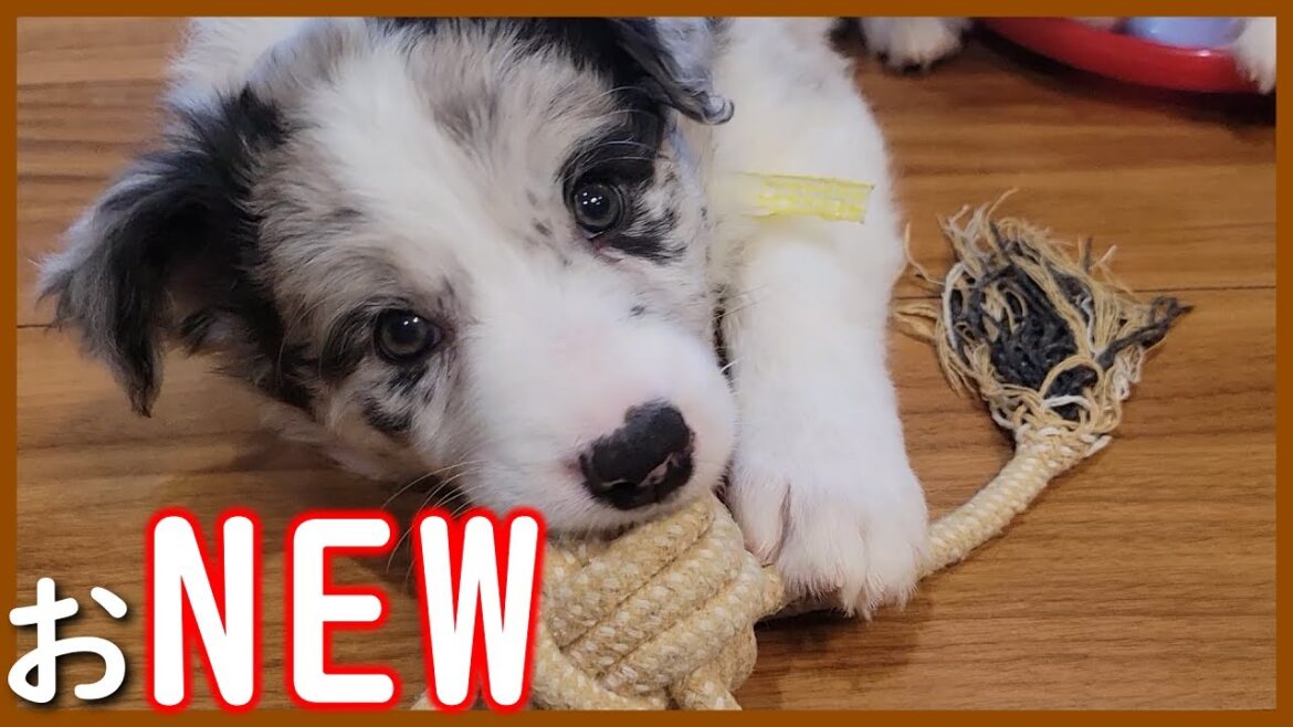 【生後51日】大きなオモチャを運ぶ姿がたまらなく可愛い子犬😊【ボーダーコリー】