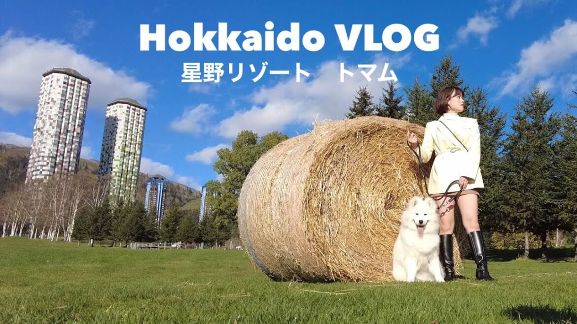 【北海道旅行】大型犬と一緒に『星野リゾート　トマム』に宿泊してきました！【サモエド】I stayed at "Hoshino Resort Tomamu" with my dog!【samoyed】