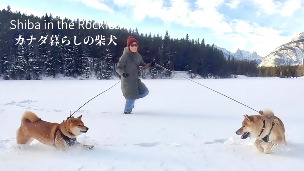 【今年の走り納め】寒波のため運動不足になった柴犬を大好きな雪原に連れ出しました。