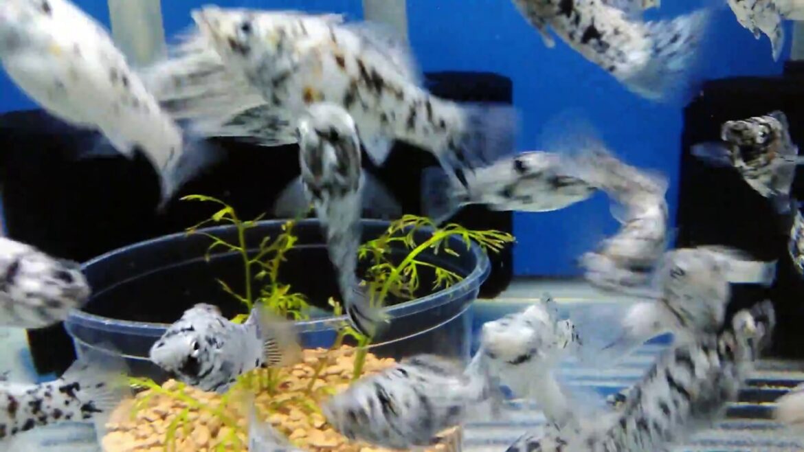 【熱帯魚動画図鑑】ダルメシアンモーリー