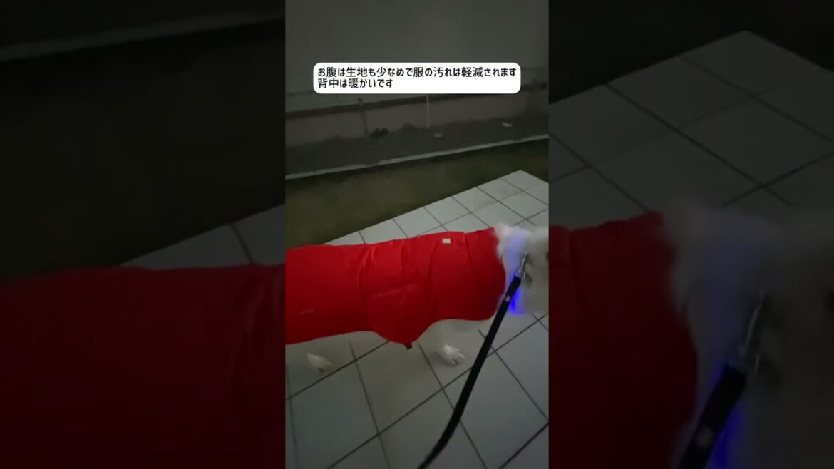 ホワイトシェパードのれお。寒くなったから防寒用の服を着るよ。#shorts