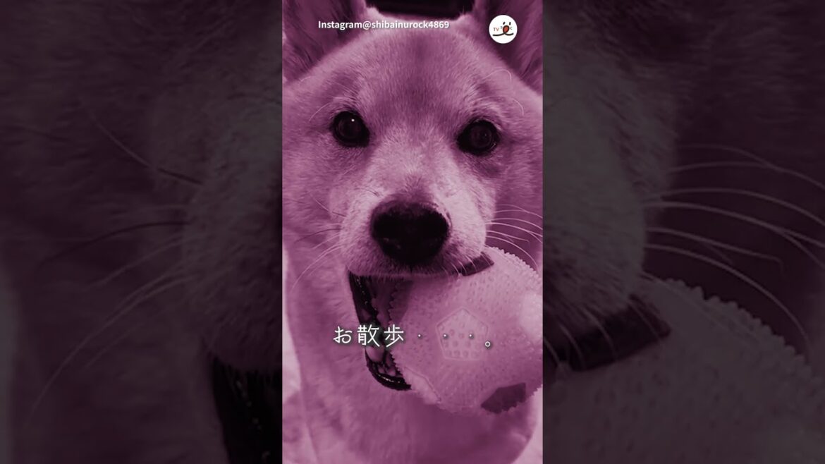 突然、絶望に襲われる柴犬さん｜PECO